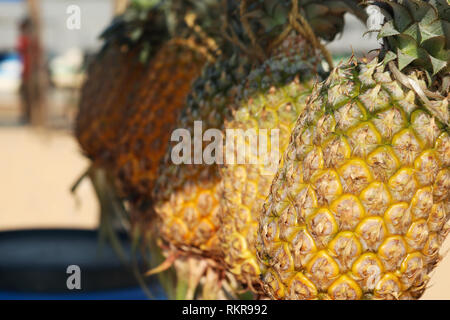 Ananas am Strand Stockfoto