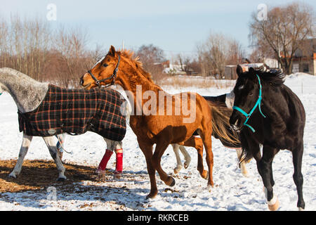Pferde wandern im Winter Feld im Dorf Stockfoto