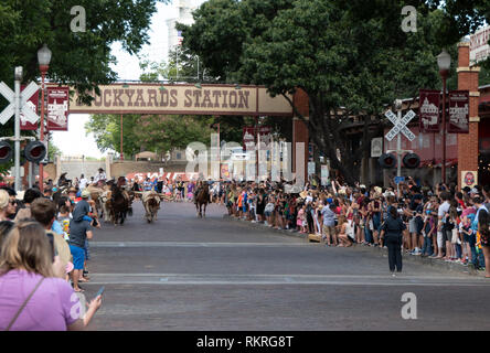 Die Fort Worth Stockyards, einem historischen Viertel in Fort Worth, Texas, Vereinigte Staaten von Amerika. Cowboys reiten Pferde und Rinder für Touristen Stockfoto