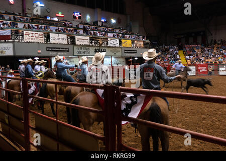 American Cowboy, Calf Roping oder Riegel - Abseilen am Rodeo im Cowtown Coliseum, Arena im stockyards von Forth Worth, Texas, Vereinigte Staaten von Ame Stockfoto