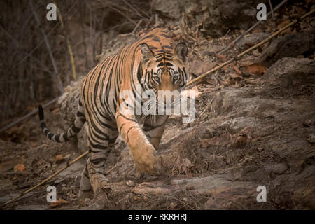 Sukhi Patiha männlich, Royal Bengal Tiger Panthera tigris, Bandhavgarh Tiger Reserve, Madhya Pradesh, Indien-2 Stockfoto