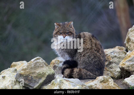 Eine schottische Wildkatze bei Port Lympne Wild Animal finden in Kent. Stockfoto