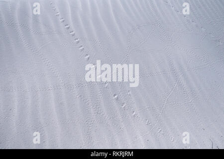 Tierische Spuren, Zeichen und Spuren auf weißen Sand dune im White Sands National Monument in New Mexico, Vereinigte Staaten von Amerika. Südwesten amerikanischen Park n Stockfoto