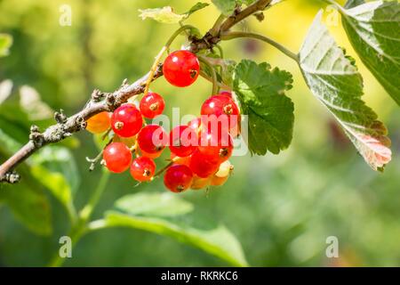 Korinthen auf dem Green Bush mit Blättern Stockfoto