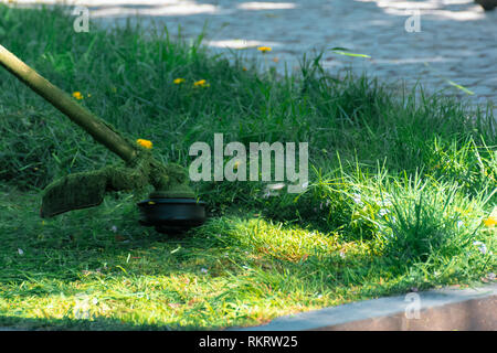 Professionelle Gras mähen im Park. grüne Wiese mit gelben Löwenzahn. aus nächster Nähe erschossen von Benzin trimmer Kopf mit Nylon line Cutting frisches Grün g Stockfoto