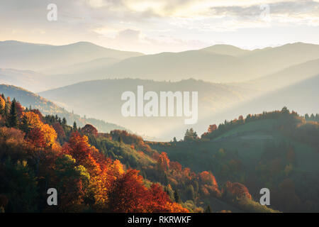 Schönen Herbst Landschaft in die Berge bei Sonnenuntergang. Bäume in Rot Laub. Lichtstrahlen in das Tal. Blick von Oben auf einem Hügel Stockfoto