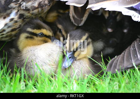 Entenküken Unterschlupf vor dem Regen. Mütterliche Liebe und Schutz. Familie Liebe auf einem nassen und kalten Tag. Stockfoto