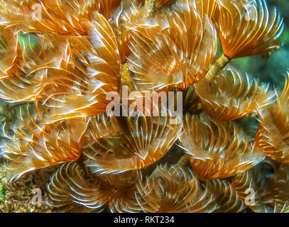 Sabellidae, Staubwedel Würmer sind eine Familie von sesshaften marine Rohr polychaete Worms Stockfoto