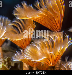 Sabellidae, Staubwedel Würmer sind eine Familie von sesshaften marine Rohr polychaete Worms Stockfoto