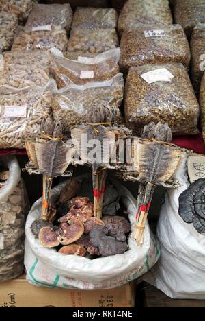 Getrocknete Geckos für den Verkauf in einer Seitenstraße Markt in Guangzhou. Einen Hafen und Stadt von 6 Millionen auf den Pearl River in der Nähe von Hongkong, Guangzhou ist bekannt für hist Stockfoto