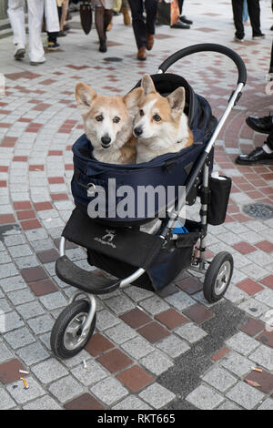 Japan, Tokio: zwei Hunde in einem Kinderwagen in Shibuya Bezirk *** Local Caption *** Stockfoto