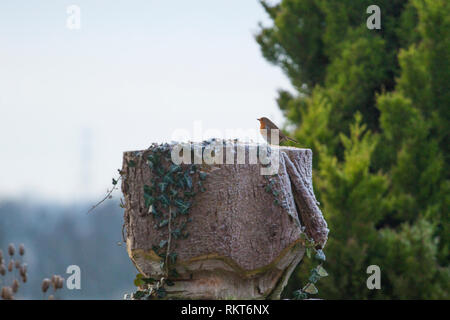 Robin sitzen auf einem Baumstamm Abschneiden in einem Garten an einem sonnigen Tag Stockfoto