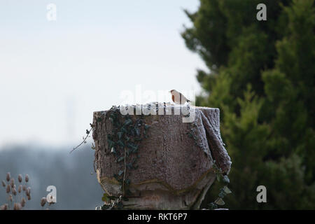 Robin, saß oben auf der einen abgetrennten Baum in einem Garten in England Stockfoto