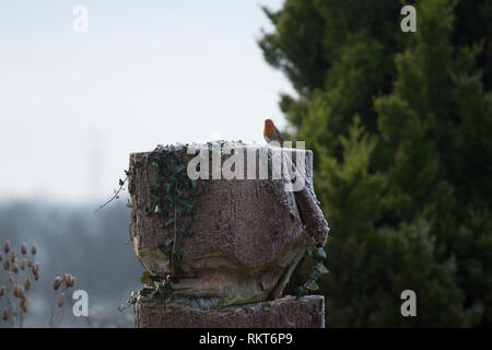 Robin, saß oben auf der einen abgetrennten Baum in einem Garten in England Stockfoto