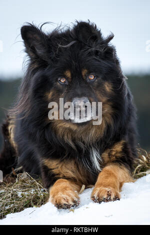 Alt Deutscher Schäferhund Hund liegend im Schnee Stockfoto