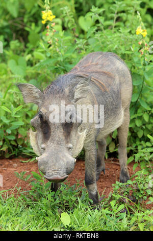 Warzenschwein Phacochoerus Africanus in Mole NP, Ghana Stockfoto