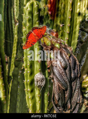 Ein helles orange Monarch Butterfly auf einem toten Kaktusblüte. Stockfoto