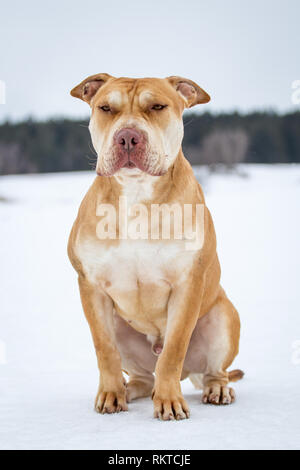 Die Pit Bulldog/American Bully portrait Stockfoto