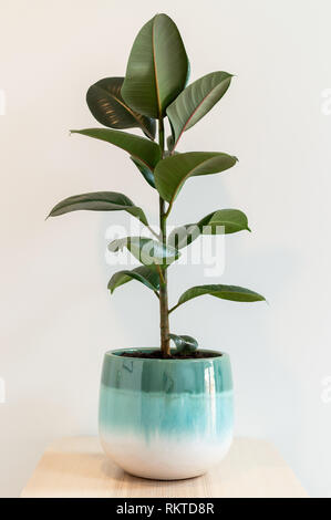 Gummibaum in bunt glasierten Pot gegen weiße Wand Stockfoto