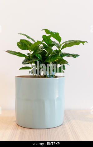 Coffea Arabica Zimmerpflanze in der dekorativen Topf vor weißem Hintergrund Stockfoto