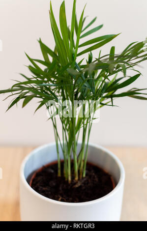 Kentia Palme Pflanze in einem weißen Topf gegen weiße Wand Stockfoto