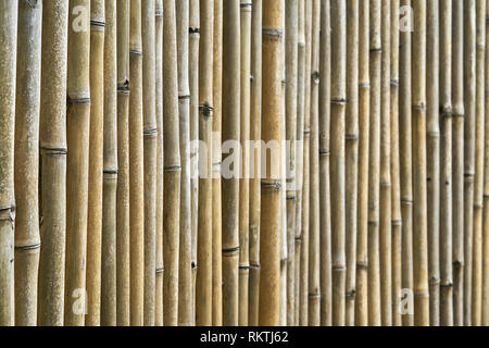 Asiatische traditionelle Bambus Wand aus vertikalen Amtsleitungen Stockfoto