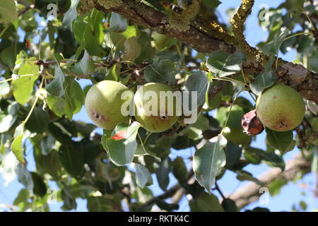 Birnen am Baum reifen Stockfoto