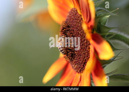 Eine Biene sammelt Nektar von einer Sonnenblume Stockfoto