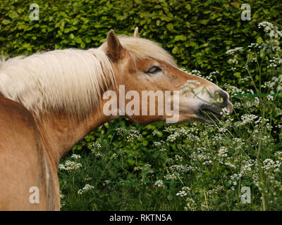 Ein Kopf geschossen von einem Haflinger Wildpflanzen außerhalb essen. Stockfoto