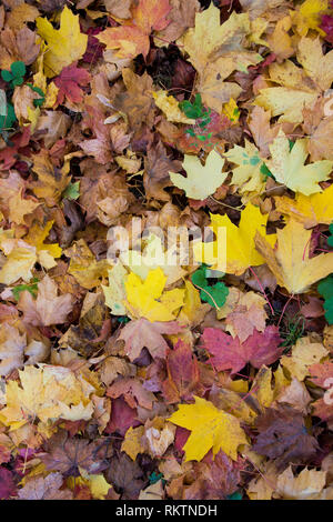 Herbst Blätter auf dem Boden liegend: Eine natürliche Hintergrund Natur Muster Stockfoto