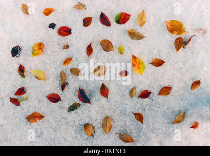 Laub auf einer frischen Schnee. Stockfoto