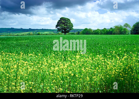 Ein sonniger Blick auf die fruchtbare Landschaft in Pembrokeshire, Wales. Stockfoto