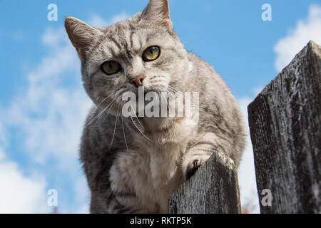 Eine graue und weiße tabby Katze schaut misstrauisch von der Oberseite des Zauns Stockfoto