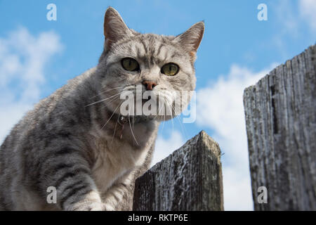 Eine graue und weiße tabby Katze schaut misstrauisch von der Oberseite des Zauns Stockfoto