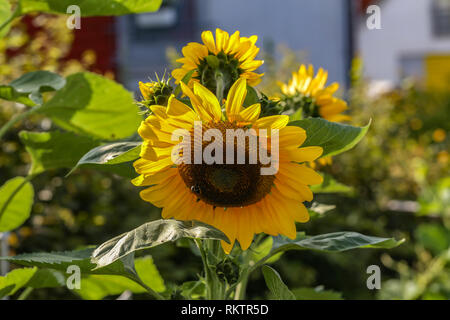 Schöne bunte Sonnenblumen und grünen Pflanzen Stockfoto
