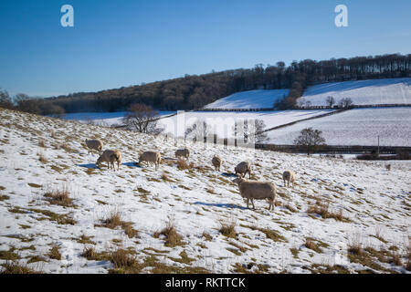 Shhep weiden in verschneiten Felder in der Nähe der Chiltern Dorf Fingest, Buckinghamshire. Stockfoto