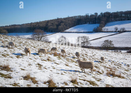 Shhep weiden in verschneiten Felder in der Nähe der Chiltern Dorf Fingest, Buckinghamshire. Stockfoto