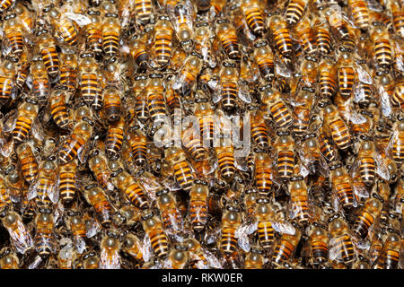 Closeup Honig Bienen (Apis sp.) Hintergrund auf dem Bienenstock Stockfoto