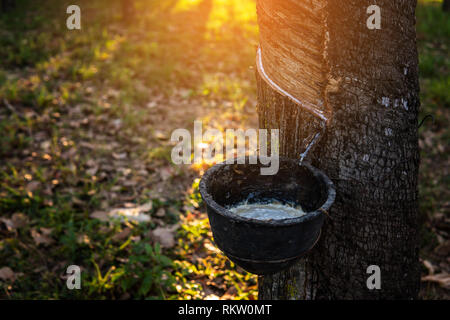 Gärtner Tippen auf Latex Gummi Baum. Latex extrahiert aus Gummibaum. Stockfoto
