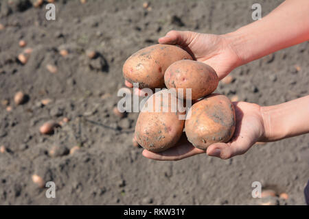 Frische Kartoffeln in Farmer's Händen. Ernte von Kartoffeln im Haus und Garten - Bessere Gemüseanbau. Stockfoto
