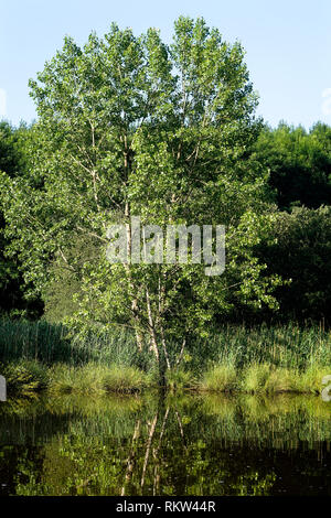 Port Launay auf dem Kanal Nante Brest in der Bretagne. Stockfoto