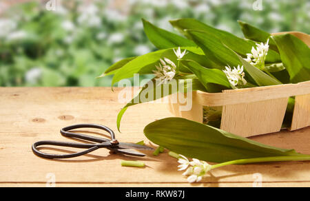 Frisch geerntete Bärlauch auf einem Garten Tisch mit seinen essbare Blätter und Blumen in einem hölzernen punnet in der Frühlingssonne Stockfoto