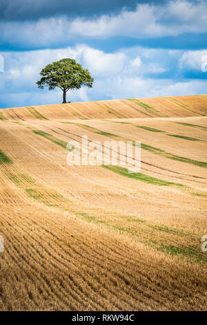 Ein einsamer Baum auf die Skyline einer der Arbeitsscheinwerfer zur Kontrolle der Schnitthöhe. Stockfoto