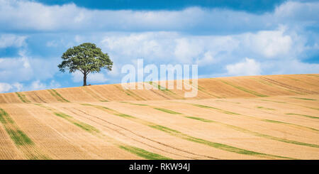 Ein einsamer Baum auf die Skyline einer der Arbeitsscheinwerfer zur Kontrolle der Schnitthöhe. Stockfoto