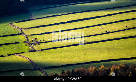 Kleine Felder von Trockenmauern getrennt sind ein Merkmal des Derbyshire Peak District. Stockfoto