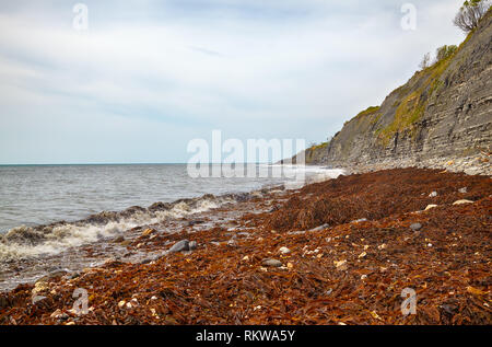 Die Ansicht von Monmouth Beach Küste mit dem Algen bedeckt nach dem Sturm und die Klippen des Liassic Felsen an Chippel Bay. West Dorset. England Stockfoto