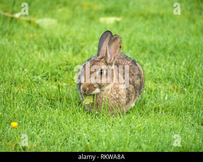 Nahaufnahme einer jungen Wilden Europäischen Kaninchen (Oryctolagus cuniculus) auf kurzen grünen Rasen, Schottland, Großbritannien Stockfoto