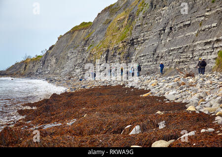 Die Ansicht von Monmouth Beach Küste mit dem Algen bedeckt nach dem Sturm und die Klippen des Liassic Felsen an Chippel Bay. West Dorset. England. Fossilien Stockfoto