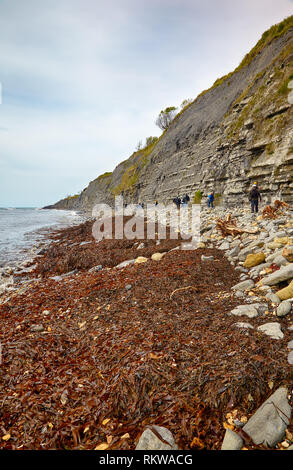 Die Ansicht von Monmouth Beach Küste mit dem Algen bedeckt nach dem Sturm und die Klippen des Liassic Felsen an Chippel Bay. West Dorset. England. Fossilien Stockfoto