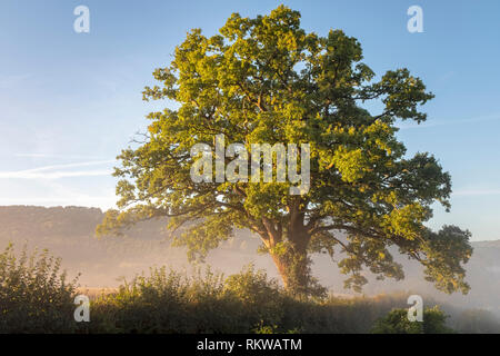 Eiche in Sonne gebadet Und am Morgen Nebel im Wye Tal bei Bigsweir umgeben. Stockfoto